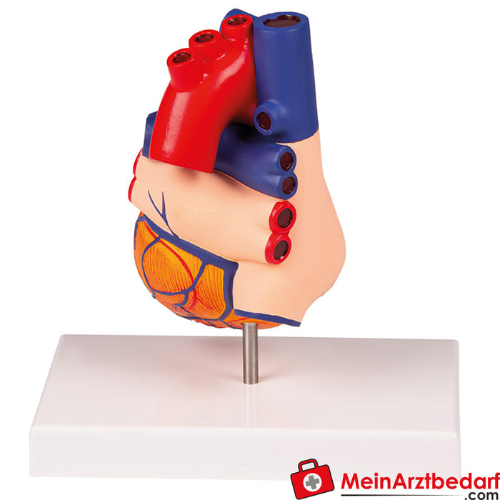 Erler Zimmer Modello di cuore, dimensioni naturali, 2 parti - EZ Augmented Anatomy