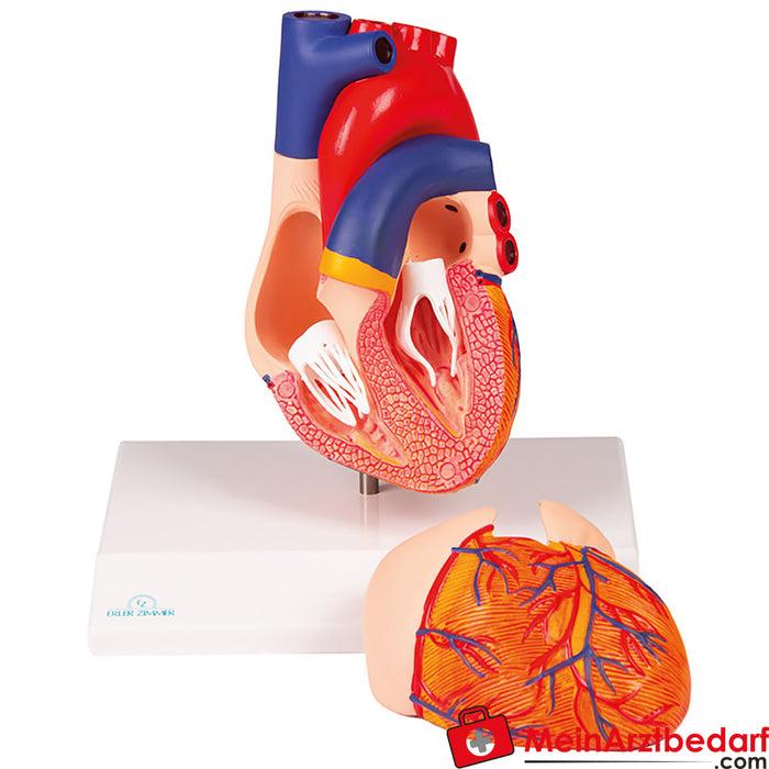 Erler Zimmer kalp modeli, doğal boyut, 2 parça - EZ Augmented Anatomy