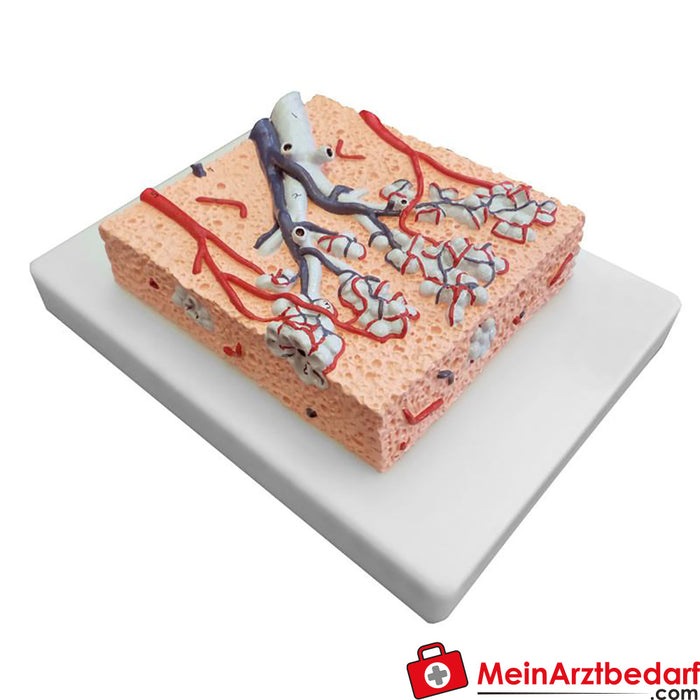 Erler Zimmer Lung lobules