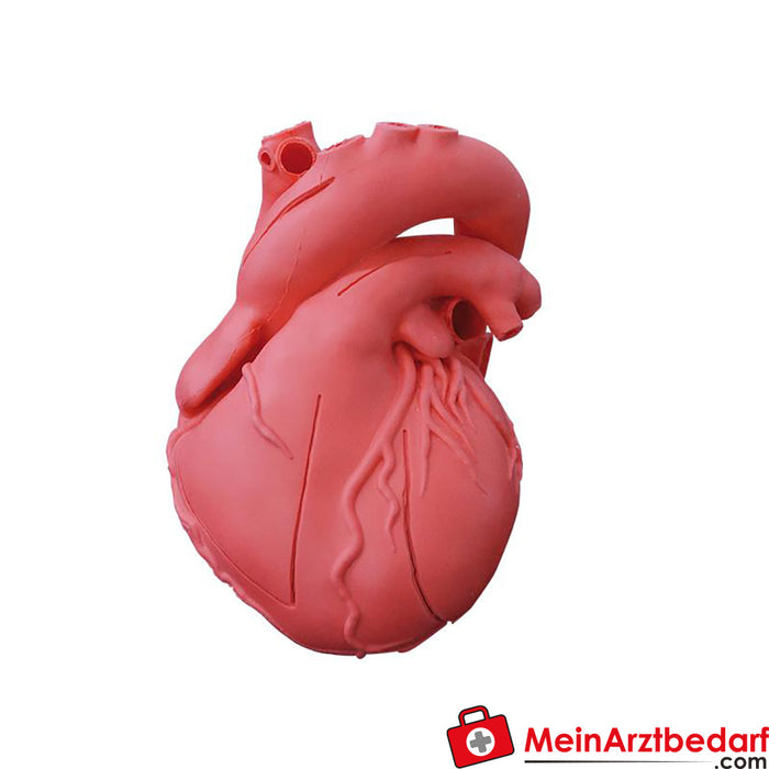 Erler Zimmer Modello cardiaco, design flessibile e didattico