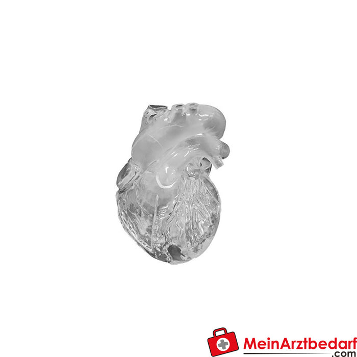 Erler Zimmer Heart flexible, didactic execution, transparent