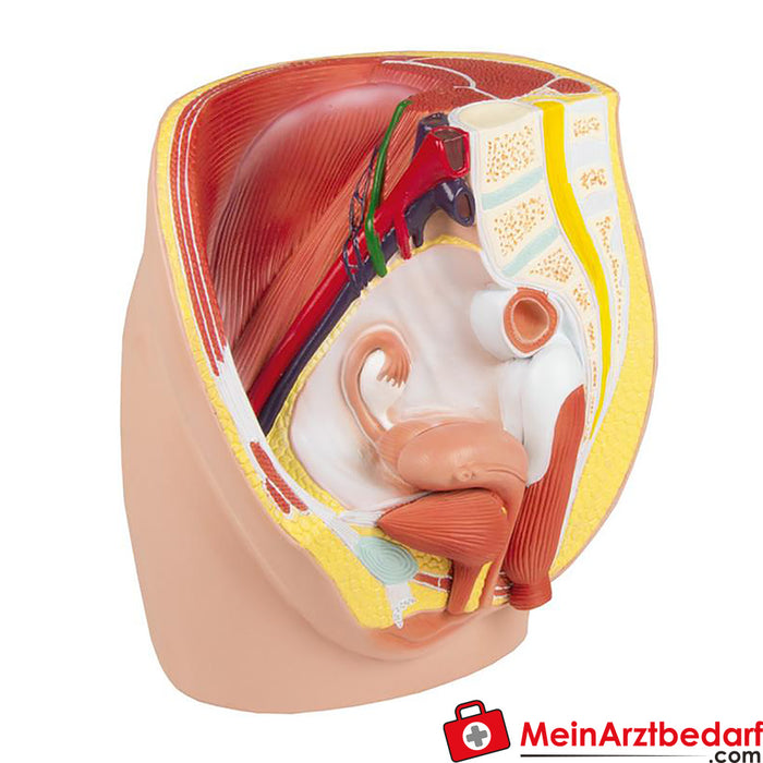 Erler Zimmer Female pelvis half, natural size, 3 parts