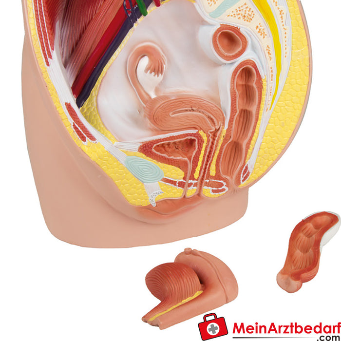 Erler Zimmer Female pelvis half, natural size, 3 parts