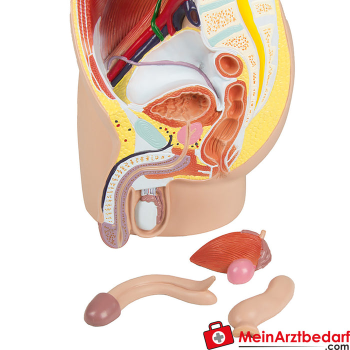 Erler Zimmer Male pelvis half, natural size, 4 parts