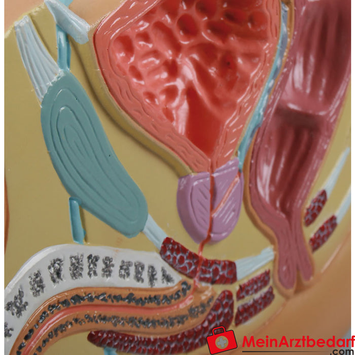 Erler Zimmer Male pelvis section, reduced - EZ Augmented Anatomy