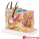 Erler-Zimmer Haut Blockmodell - EZ Augmented Anatomy.