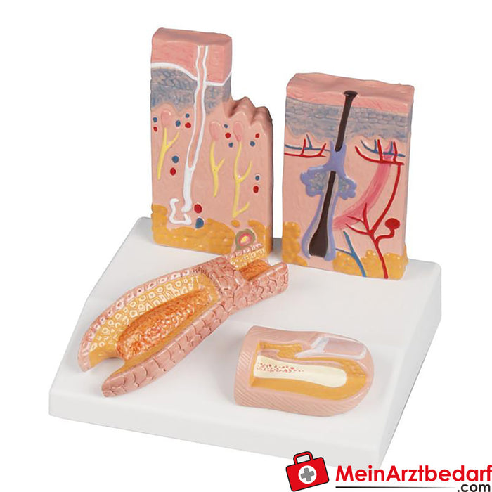 Erler Zimmer Table Model Skin Hair Nail - EZ Augmented Anatomy