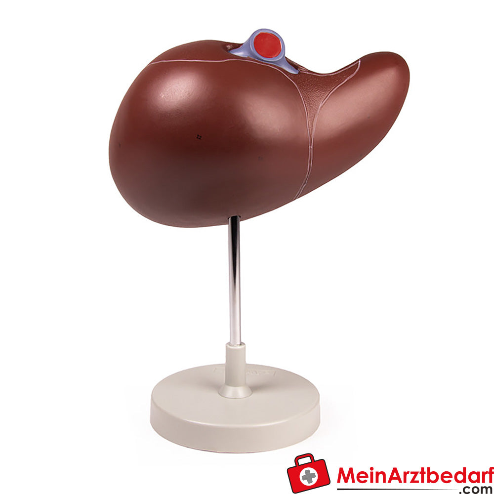 Erler-Zimmer Menschliche Leber, 1,5-fach vergrößert.