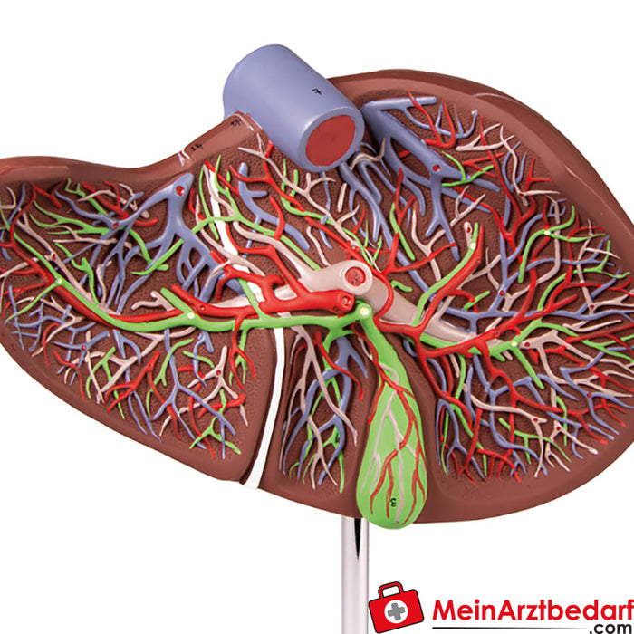 Erler Zimmer Human liver, magnified 1.5 times