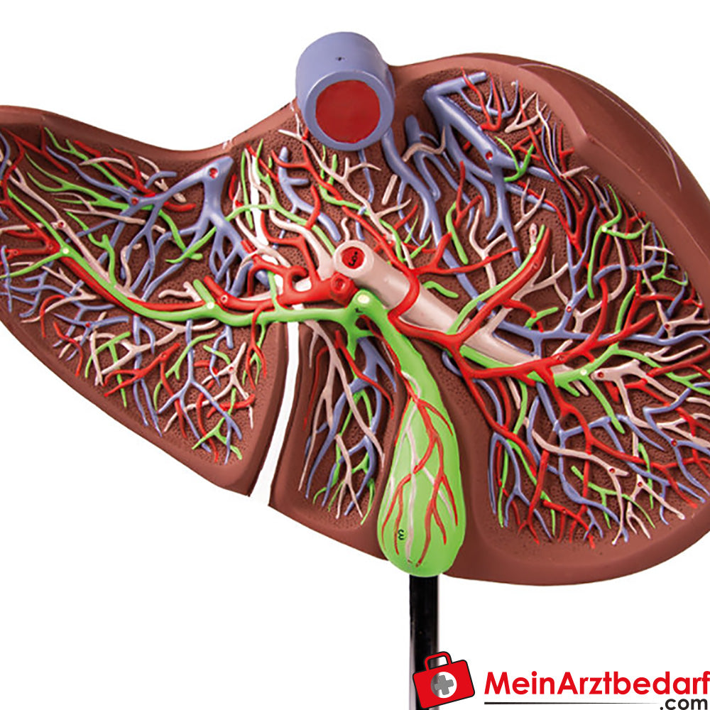 Erler-Zimmer Menschliche Leber, 1,5-fach vergrößert.