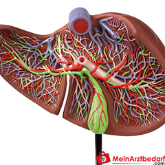 Erler-Zimmer Menschliche Leber, 1,5-fach vergrößert.
