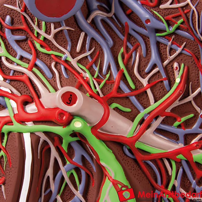 Erler Zimmer Human liver, magnified 1.5 times