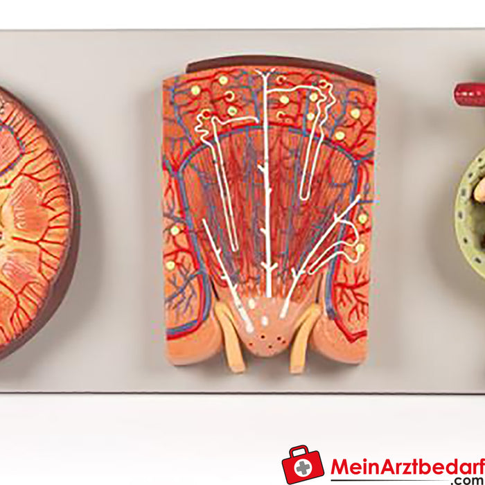 Sección de riñón de Erler Zimmer, nefrona y corpúsculo renal