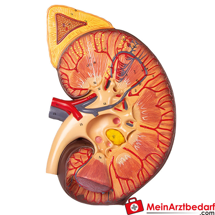 Sección de riñón de Erler Zimmer, nefrona y corpúsculo renal