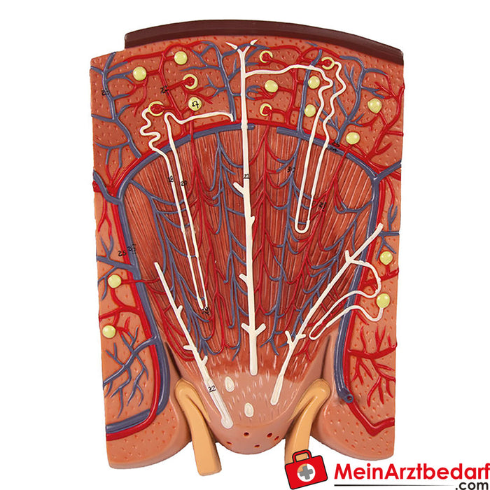 Sección de riñón de Erler Zimmer, nefrona y corpúsculo renal