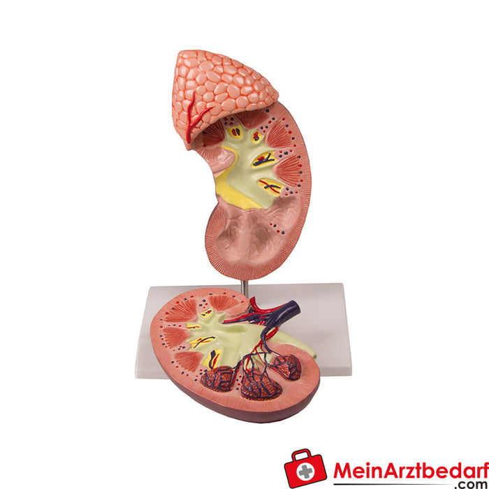 Riñón de Erler Zimmer con glándula suprarrenal, 2 veces su tamaño natural, 2 partes