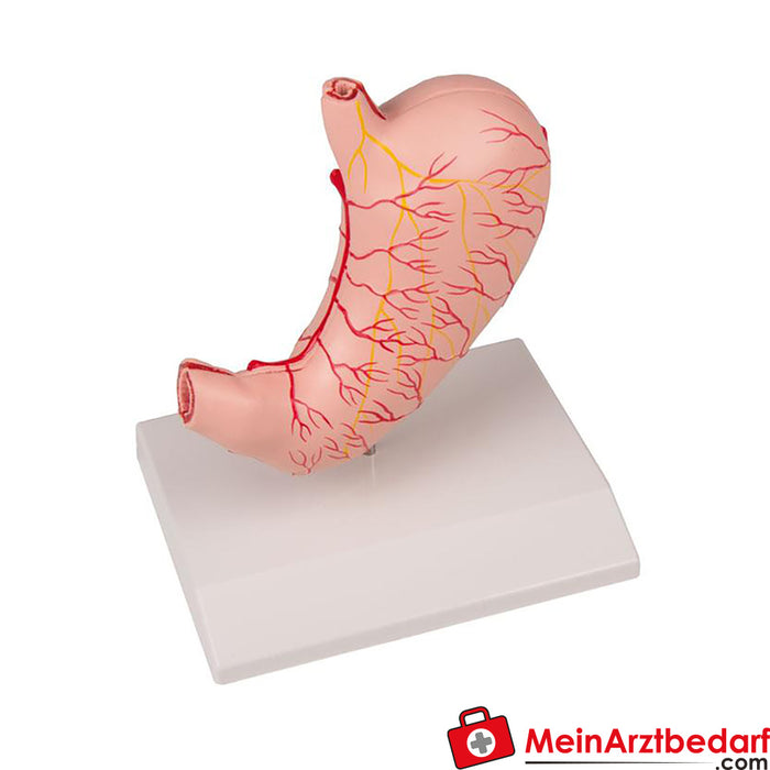 Erler Zimmer Stomach, natural size, 2 parts