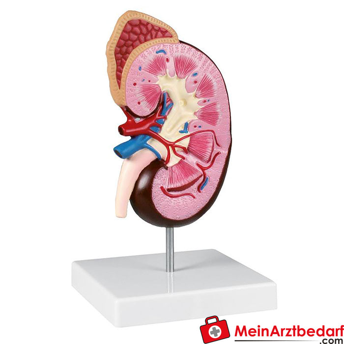 Erler Zimmer Kidney model, 2x size - EZ Augmented Anatomy