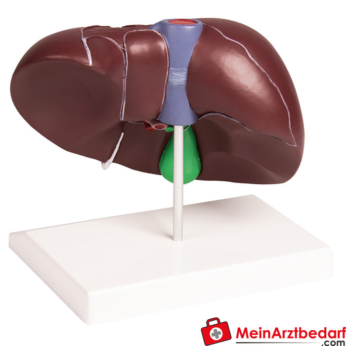 Erler Zimmer Liver model with gallbladder