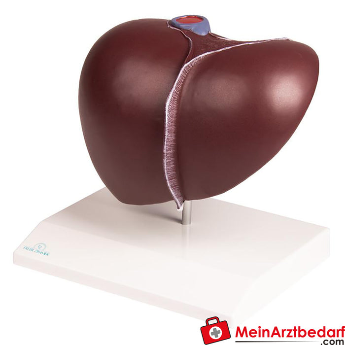 Erler Zimmer Modelo de fígado com vesícula biliar