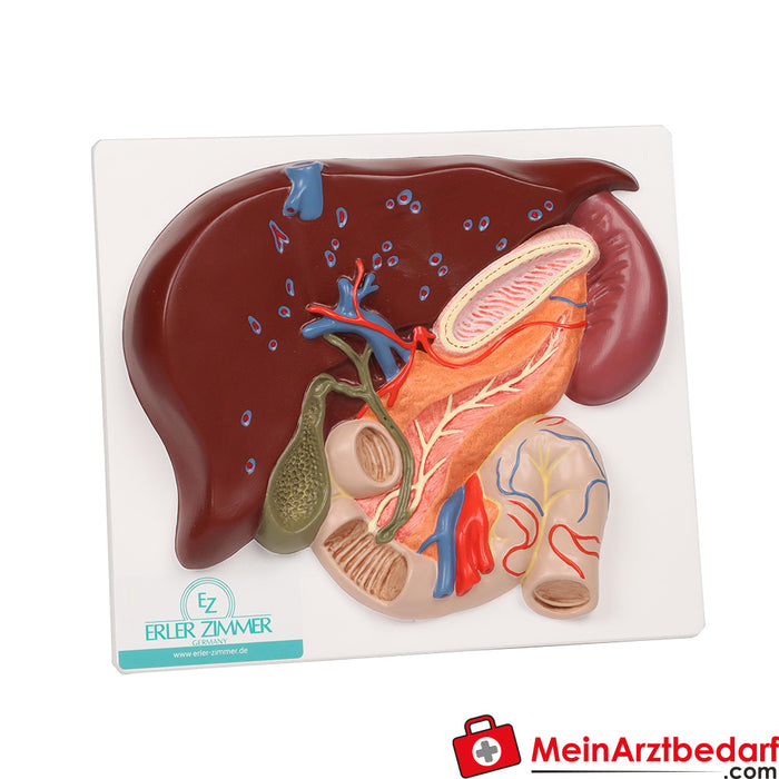 Erler Zimmer Safra kesesi, pankreas ve duodenum ile birlikte karaciğer