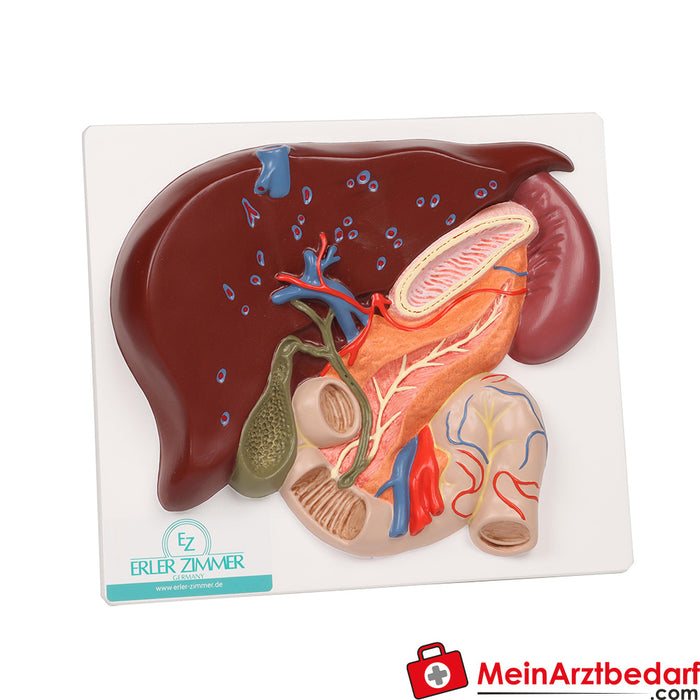 Erler Zimmer Fígado com vesícula biliar, pâncreas e duodeno