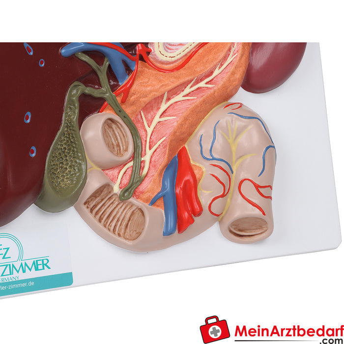 Hígado Erler - zimmer, incluyendo vesícula biliar, páncreas y duodeno