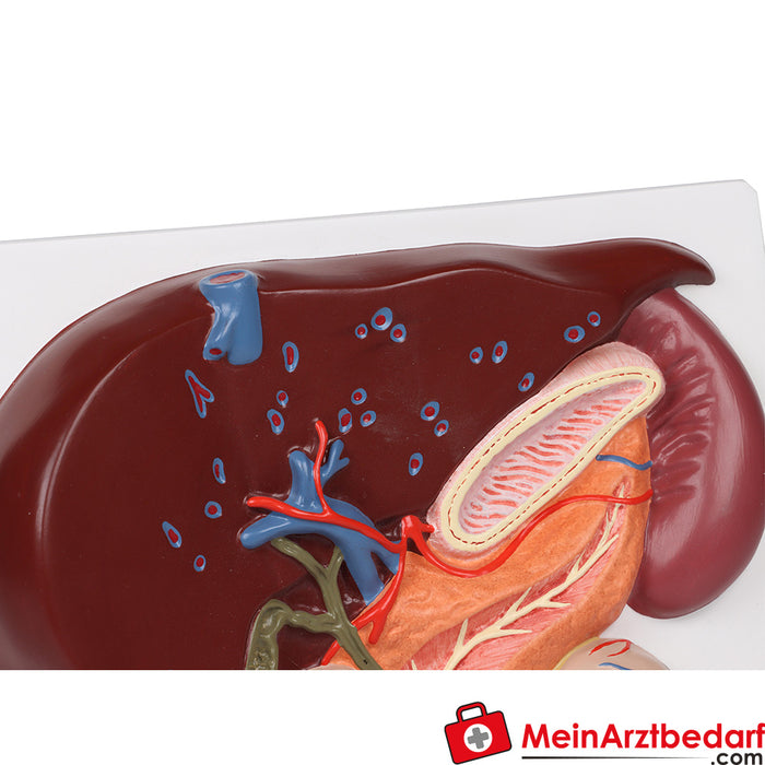 Erler Zimmer Leber mit Gallenblase, Pankreas und Duodenum