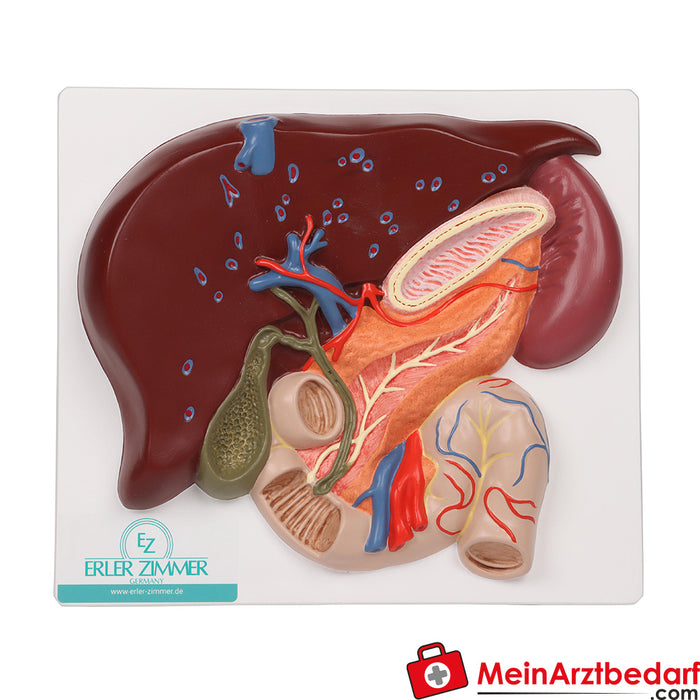 Erler Zimmer Safra kesesi, pankreas ve duodenum ile birlikte karaciğer