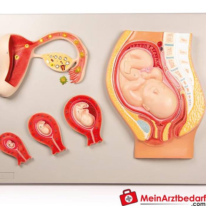 Erler Zimmer Desenvolvimento fetal