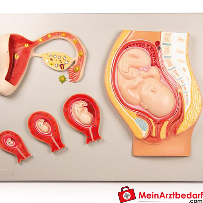 Desarrollo fetal de Erler - zimer
