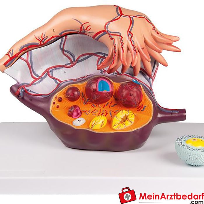 Erler Zimmer Ovary model