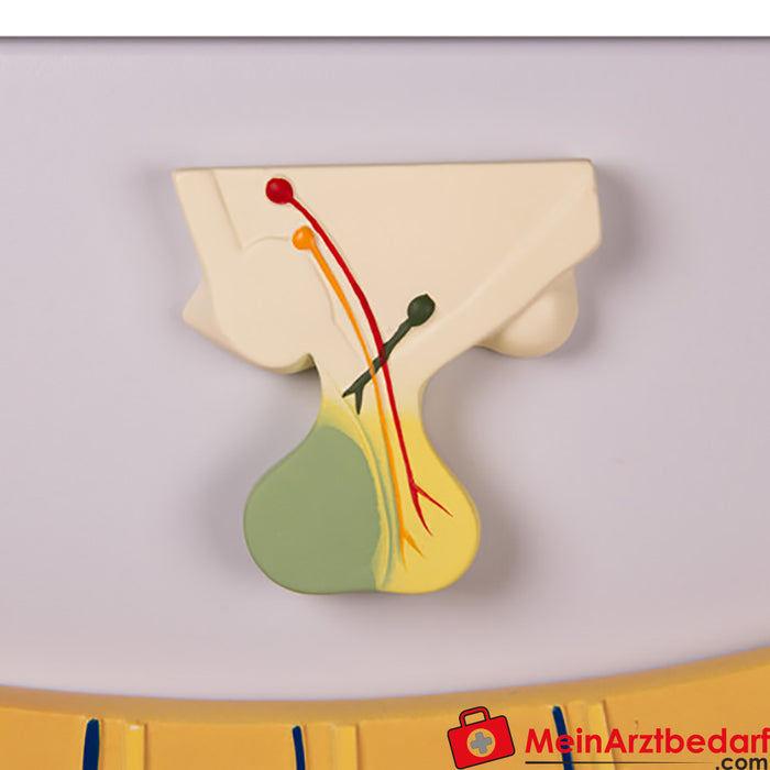 Erler Zimmer Cyclic changes in hormonal balance and uterine mucosa.