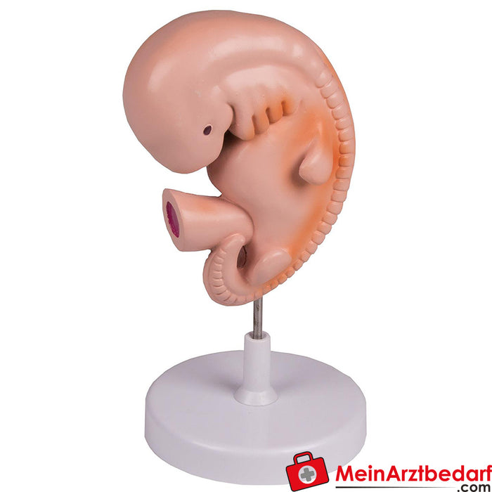 Erler Zimmer İnsan embriyosu, 4 haftalık