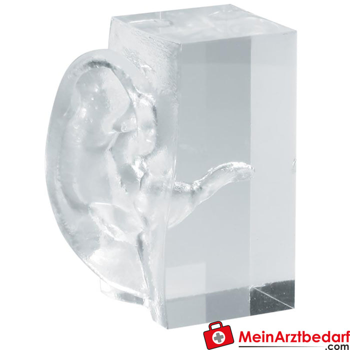 Erler Zimmer Transparent ear model