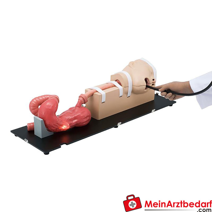 Erler Zimmer OGD (Oesophago-Gastro-Duodenoscopy) Simulator