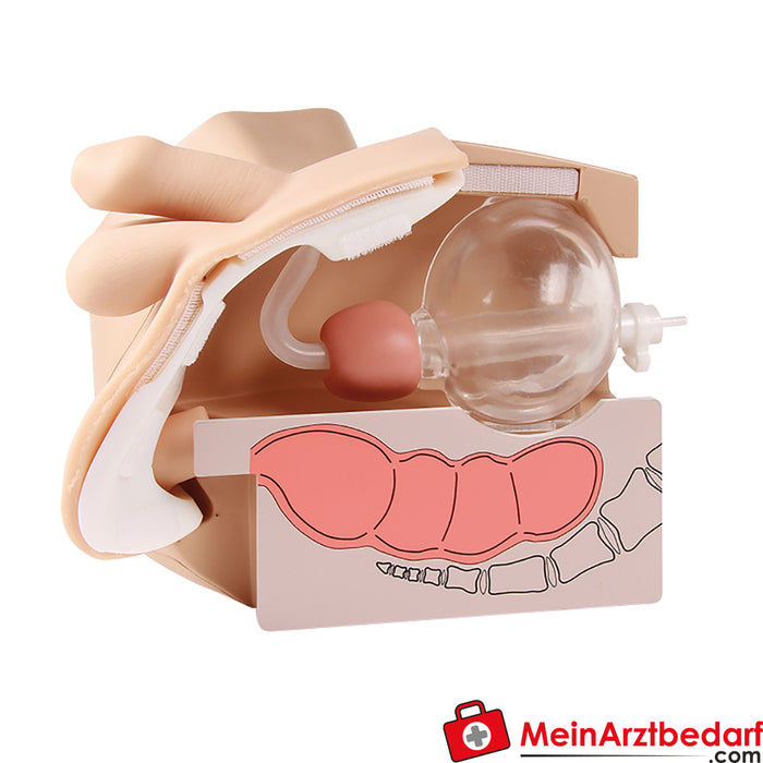 Erler Zimmer Male urinary catheter and enema exercise model