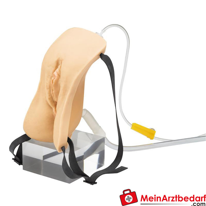 Erler Zimmer Female catheterization model