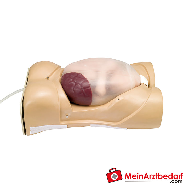 Modelo de examen de embarazo de Erler Zimmer con simulación de ruido cardíaco