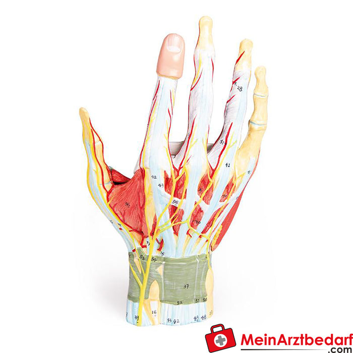 Erler Zimmer anatomía de la mano, 7 partes