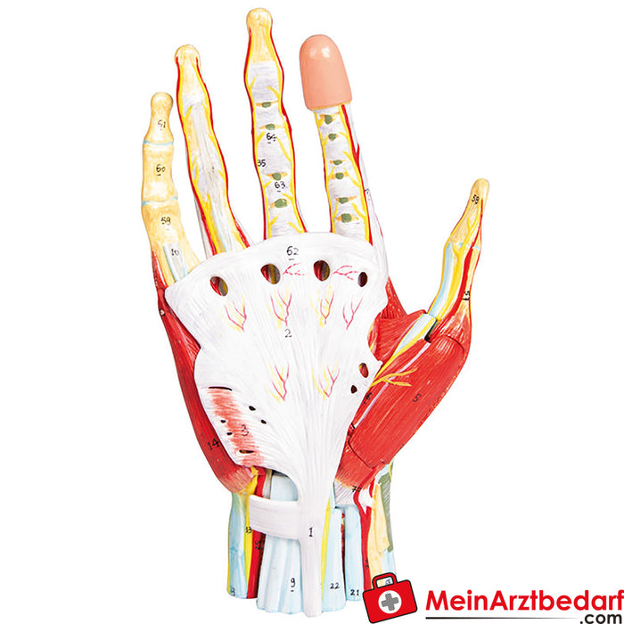Erler Zimmer Anatomia da mão, 7 partes