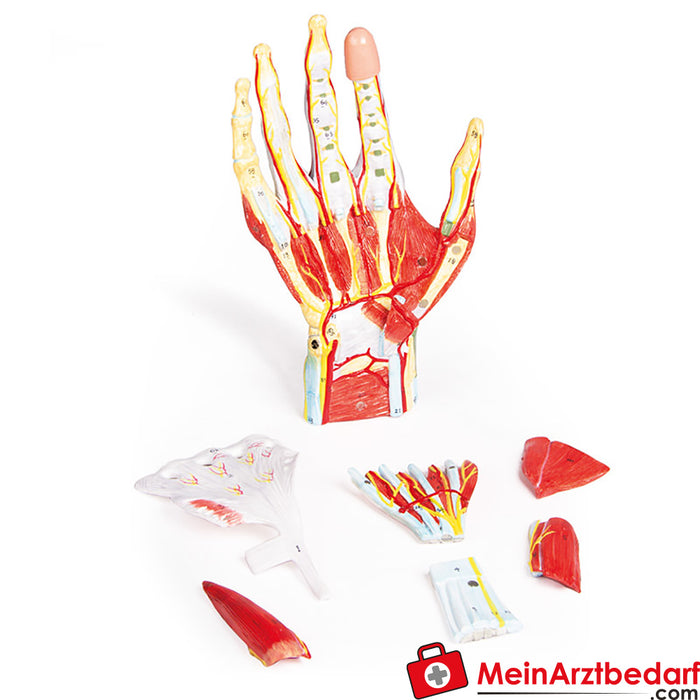 Erler Zimmer anatomía de la mano, 7 partes