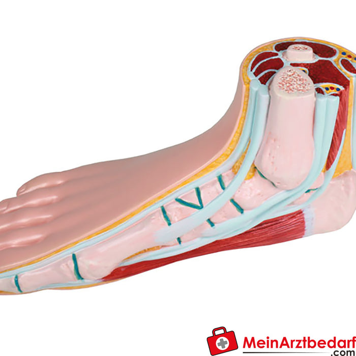 Erler Zimmer Série de modèles de pieds