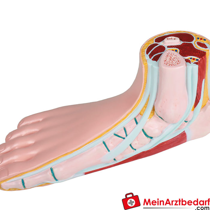 Erler Zimmer Série de modèles de pieds