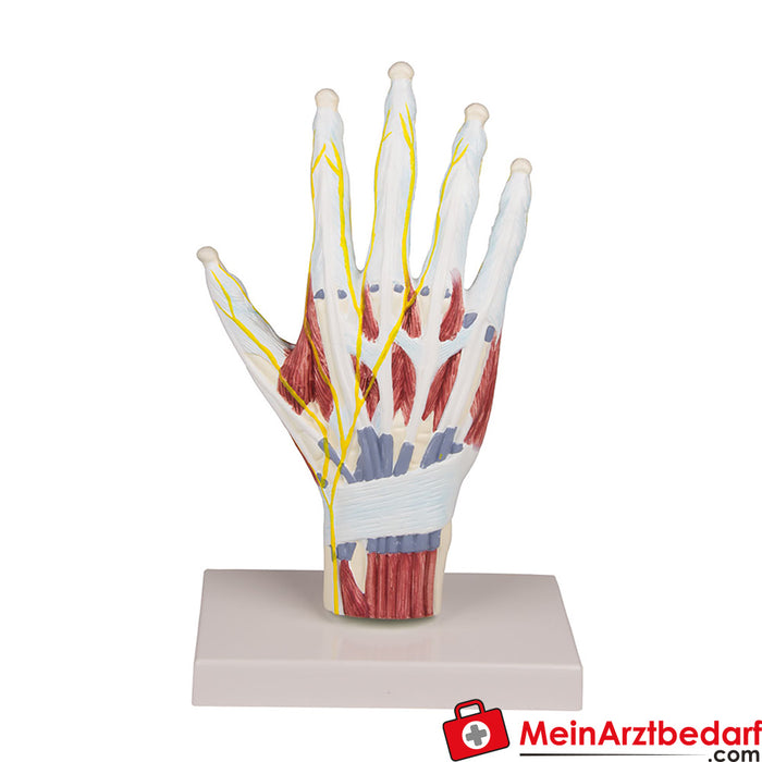Erler Zimmer Modèle structurel d'anatomie de la main