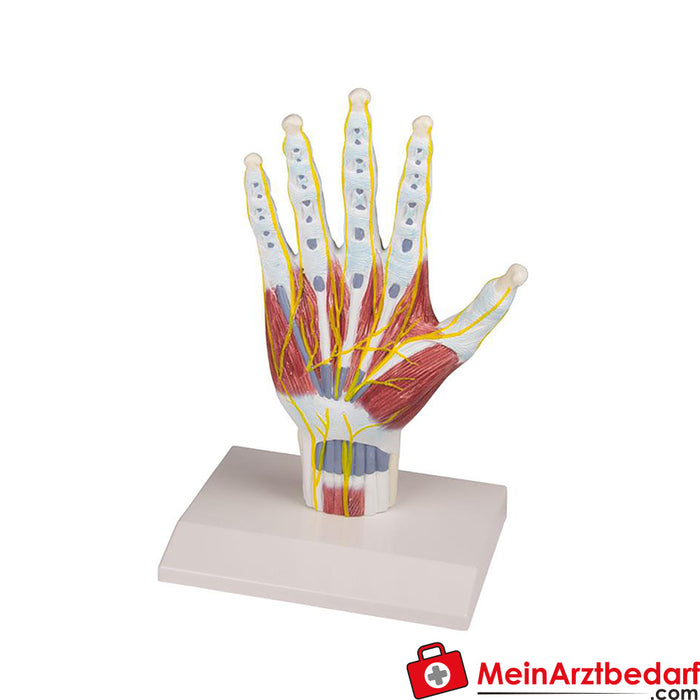 Modelo estructural de anatomía de la mano de Erler Zimmer