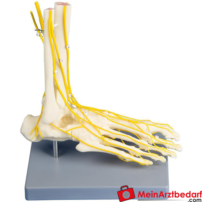 Erler Zimmer Neuro-stopa