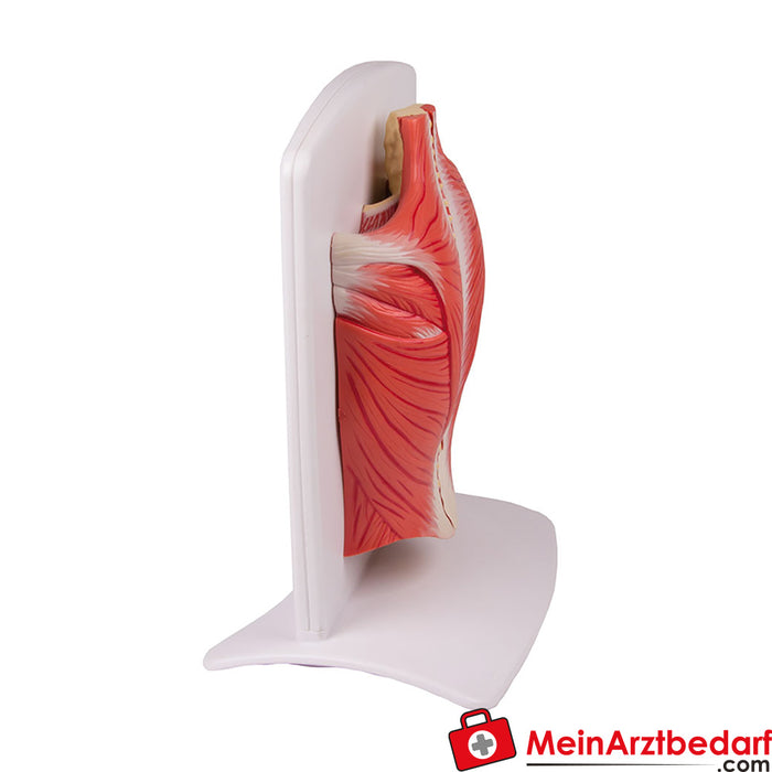 Erler Zimmer Rückenmuskulatur Modell, 4-teilig