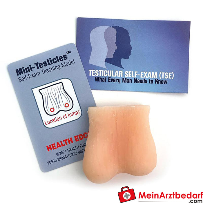 Modelo táctil testicular de Erler Zimmer