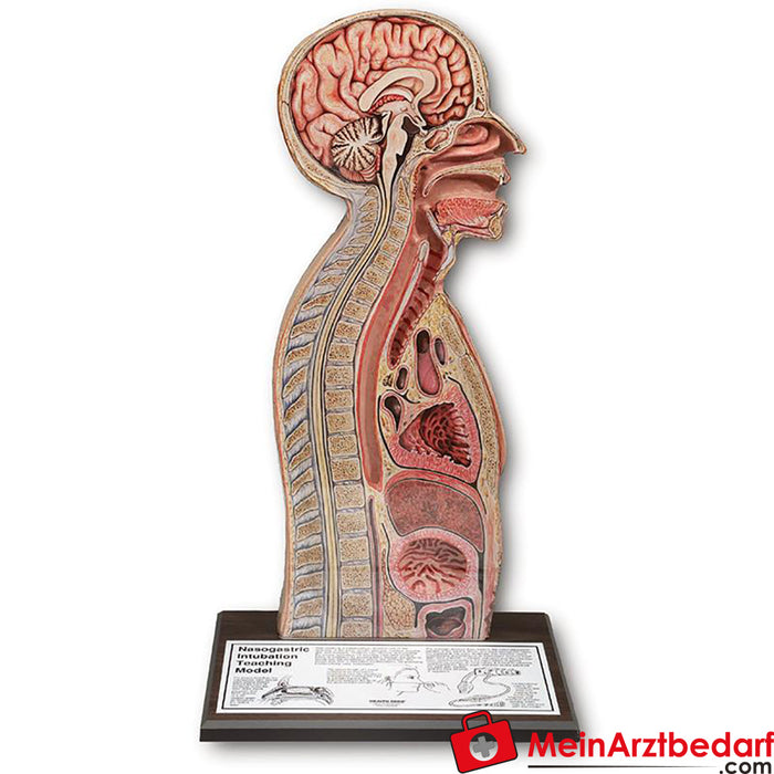 Erler Zimmer Nasogastric tube model